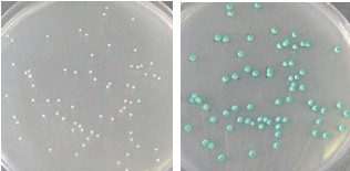 念珠菌顯色對(duì)照培養(yǎng)基