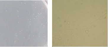 玉米瓊脂對照培養(yǎng)基