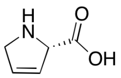 3,4-Dehydro-L-proline