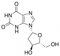 2'-Deoxyxanthosine
