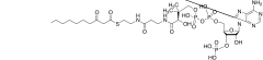 3-?Ketopalmitoyl-?CoA